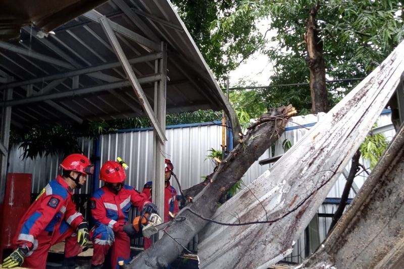 Pohon tumbang timpa kantin di Jakbar Pohon tumbang timpa kantin di Jakbar
