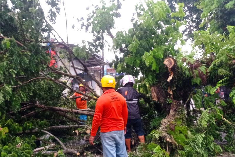 BPBD Lebak evakuasi pohon tumbang diterjang cuaca buruk BPBD Lebak evakuasi pohon tumbang diterjang cuaca buruk