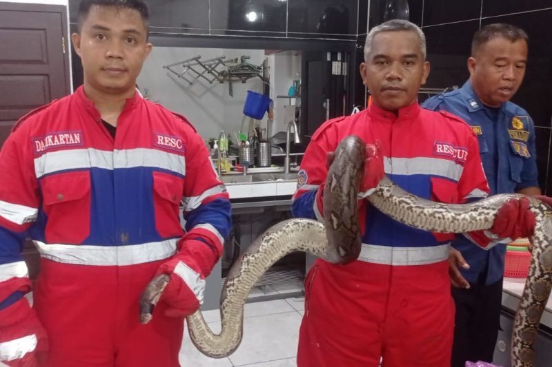 Damkartan Kota Jambi evakuasi ular piton tiga meter dari rumah warga Damkartan Kota Jambi evakuasi ular piton tiga meter dari rumah warga