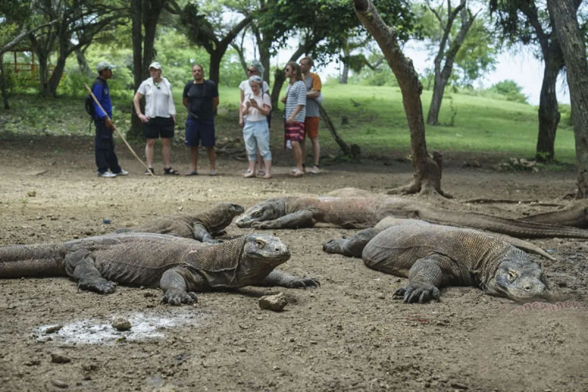 Siap-siap, bakal ada pengaturan kunjungan ke Taman Nasional Komodo