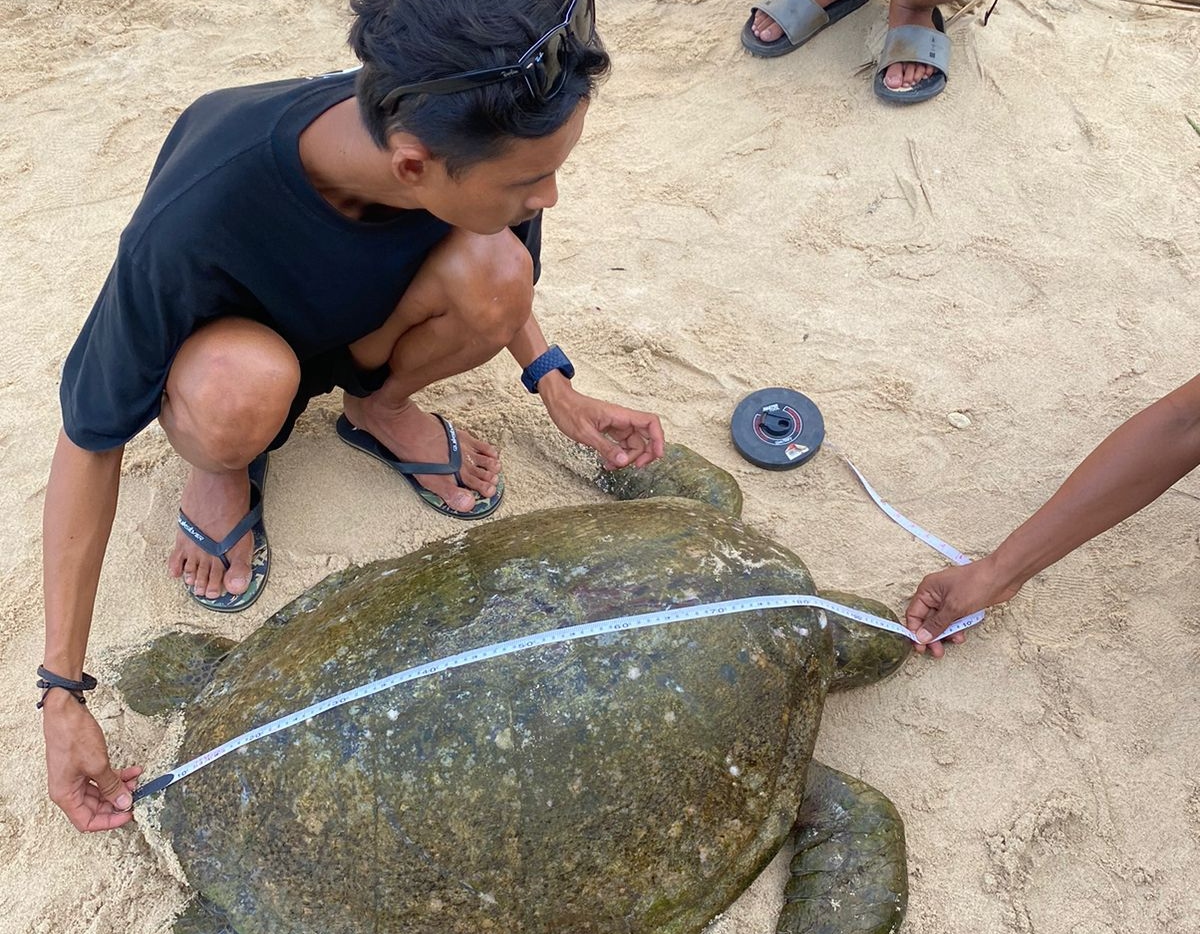 KKP kubur penyu hijau terdampar, ada bekas tusukan tombak di badannya KKP kubur penyu hijau terdampar, ada bekas tusukan tombak di badannya