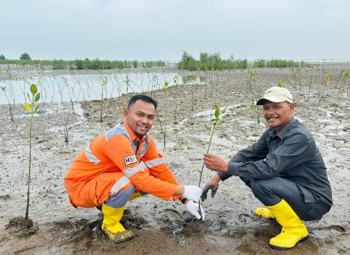 Peringati Hari Mangrove se-Dunia 2024, PT PIM tanam 1000 bibit mangrove Peringati Hari Mangrove se-Dunia 2024, PT PIM tanam 1000 bibit mangrove