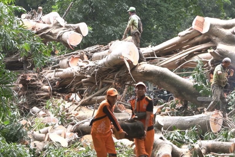Jaksel pangkas puluhan ribu pohon untuk antisipasi tumbang dan kecelakaan Jaksel pangkas puluhan ribu pohon untuk antisipasi tumbang dan kecelakaan