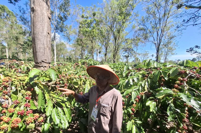 Dishut Lampung: Bibit MPTS bersertifikat diminati petani hutan Dishut Lampung: Bibit MPTS bersertifikat diminati petani hutan