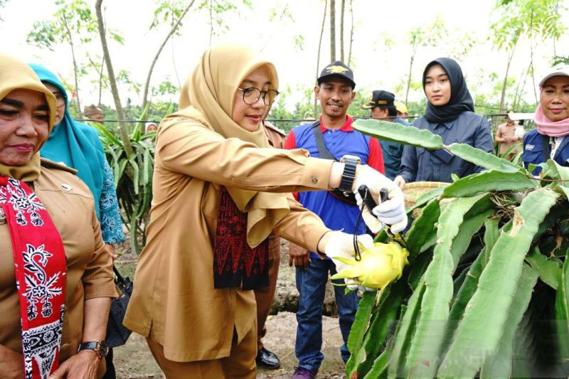 Pemkab Banyuwangi dukung petani buah naga kembangkan varietas baru