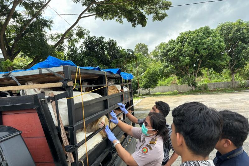 Balai Karantina Lampung perketat lalulintas hewan kurban Balai Karantina Lampung perketat lalulintas hewan kurban