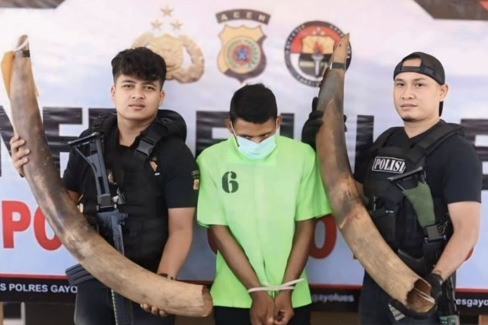Polres Gayo Lues bongkar kasus dugaan perdagangan sepasang gading gajah Polres Gayo Lues bongkar kasus dugaan perdagangan sepasang gading gajah
