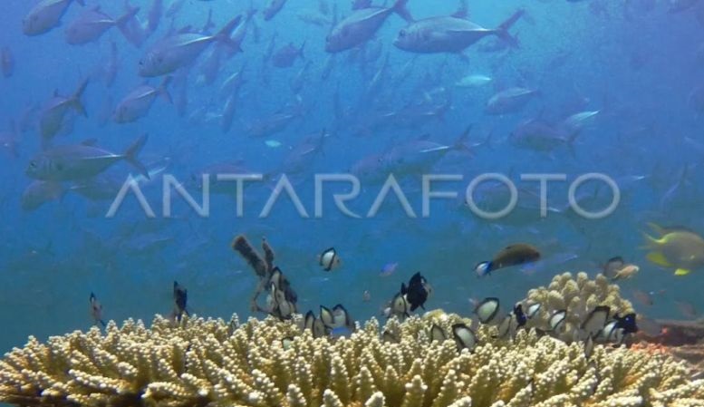 Penjaga Laut buka donasi untuk transplantasi terumbu karang di Maluku
