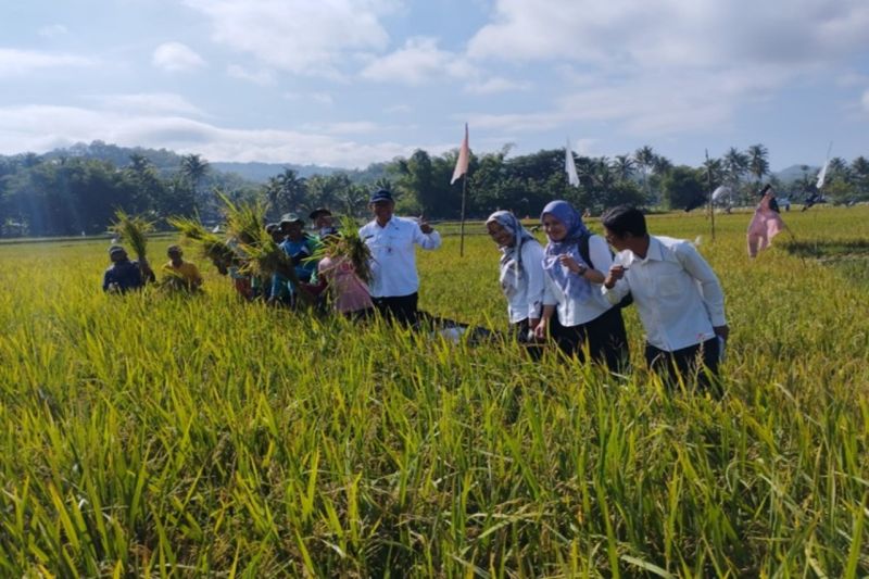 BPS sebut penurunan harga beras picu deflasi di DIY BPS sebut penurunan harga beras picu deflasi di DIY