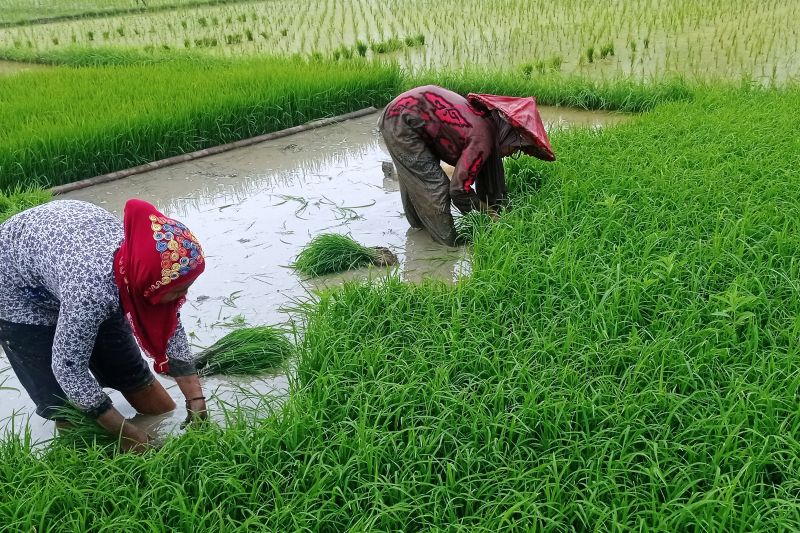 Benih varietas Inpari 32 diminati petani Lebak Benih varietas Inpari 32 diminati petani Lebak