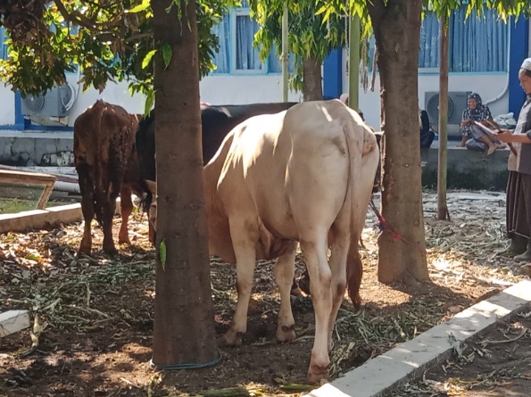 Universitas Majalengka tebar 10 ekor sapi untuk warga Majalengka Universitas Majalengka tebar 10 ekor sapi untuk warga Majalengka