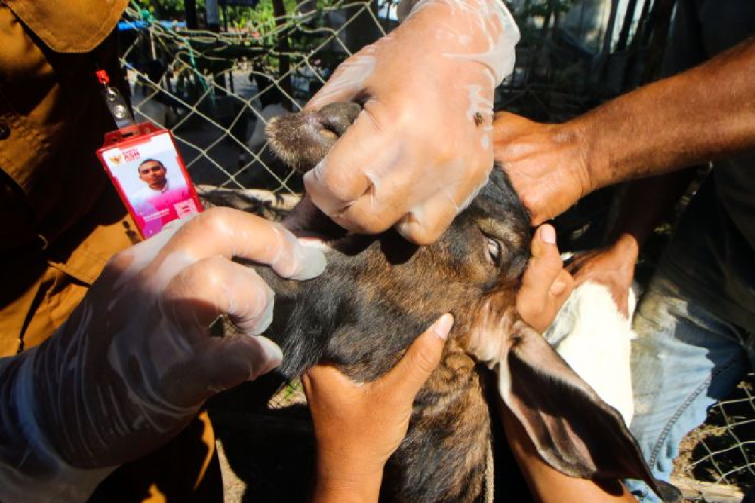 Kurban menjadi salah satu solusi atasi masalah ekonomi masyarakat