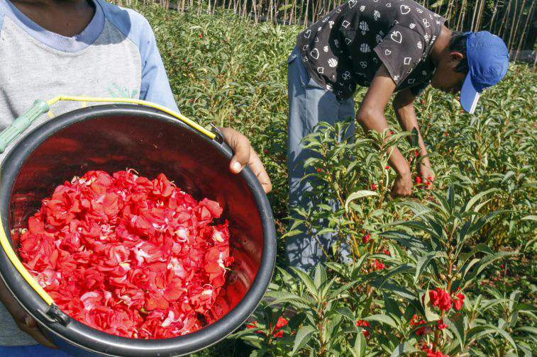 BRIN ciptakan varietas unggul tanaman pacar air untuk tanaman hias dan obat BRIN ciptakan varietas unggul tanaman pacar air untuk tanaman hias dan obat