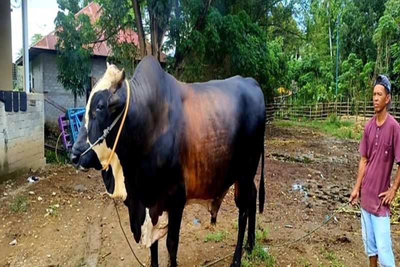 Sapi bantuan Presiden RI dengan bobot 1 ton untuk Gorontalo Sapi bantuan Presiden RI dengan bobot 1 ton untuk Gorontalo