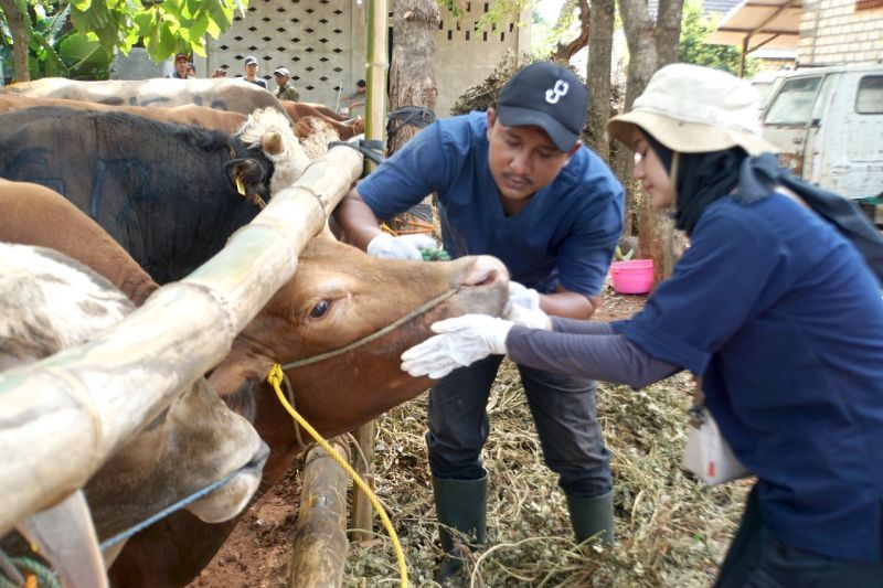PT Semen Indonesia bagikan 331 hewan kurban di 23 provinsi pada Idul Adha 2024 PT Semen Indonesia bagikan 331 hewan kurban di 23 provinsi pada Idul Adha 2024