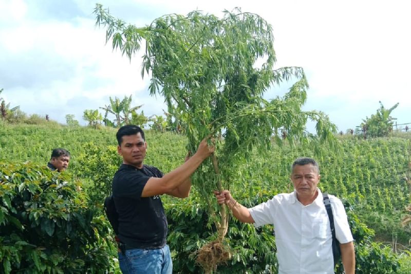 Polres Simalungun sita 24 pohon ganja dari ladang warga Polres Simalungun sita 24 pohon ganja dari ladang warga
