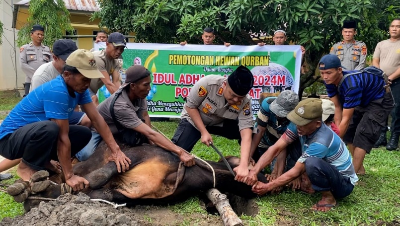 Keluarga besar Polres Langkat kurban 9 ekor sapi dan 8 ekor kambing Keluarga besar Polres Langkat kurban 9 ekor sapi dan 8 ekor kambing