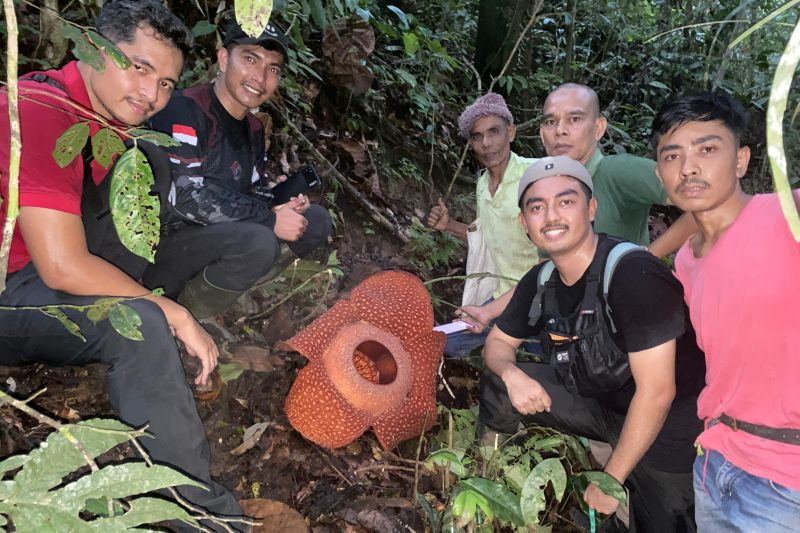 Bunga rafflesia mekar sempurna di Matur Agam Bunga rafflesia mekar sempurna di Matur Agam