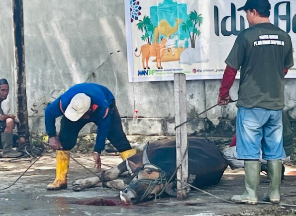 Idul Adha 1445 H, PT Air Minum Jayapura kurban 7 ekor sapi untuk warga Idul Adha 1445 H, PT Air Minum Jayapura kurban 7 ekor sapi untuk warga