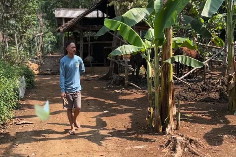 DLH Gunungkidul kembalikan habitat monyet agar tidak masuk permukiman DLH Gunungkidul kembalikan habitat monyet agar tidak masuk permukiman