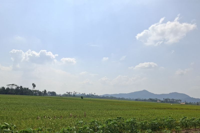 Pemprov Lampung: Petani minati varietas Inpari 32 di musim tanam kedua Pemprov Lampung: Petani minati varietas Inpari 32 di musim tanam kedua