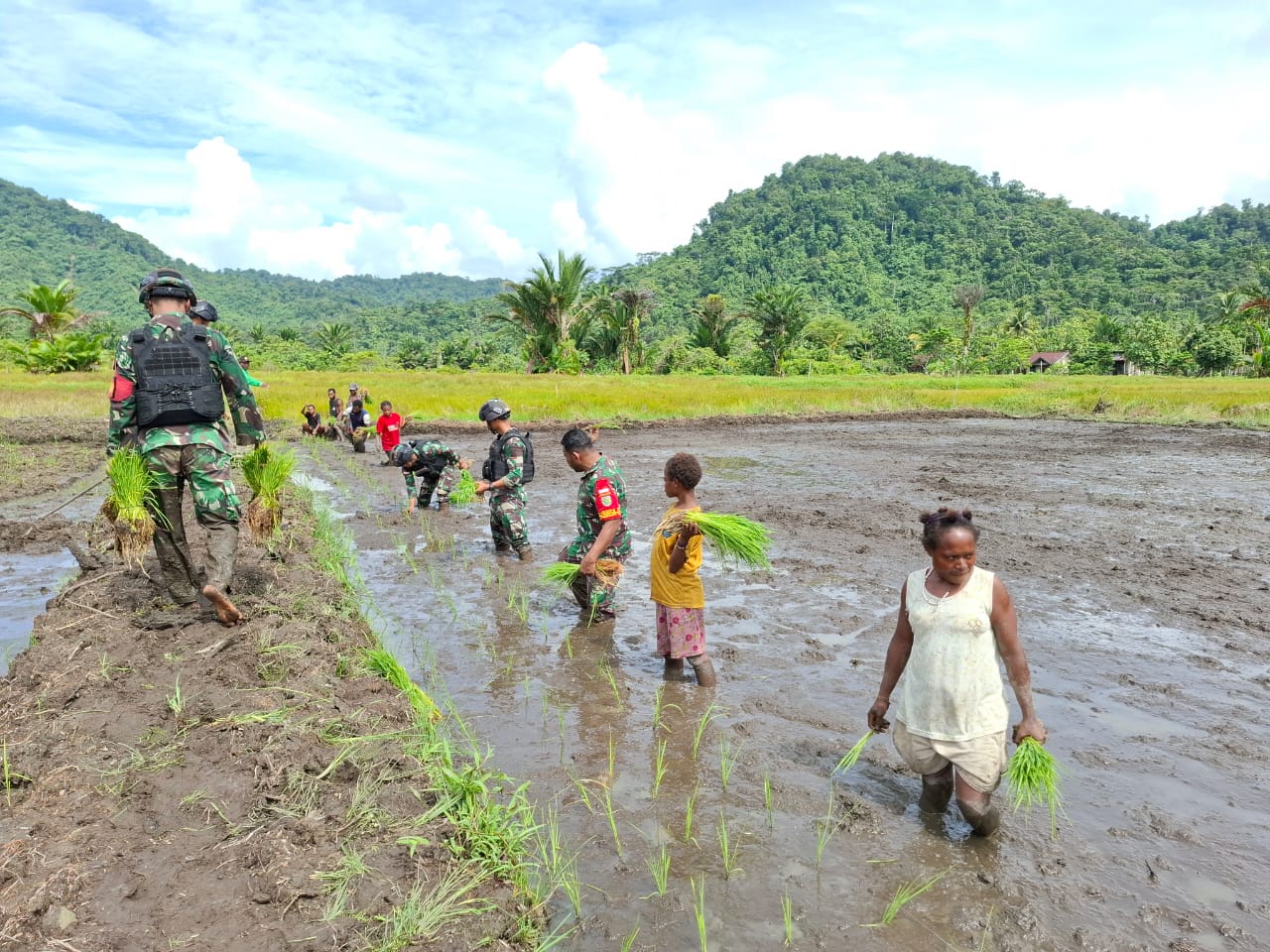 Tingkatkan produktivitas pertanian, TNI dan warga Papua tanam padi bersama Tingkatkan produktivitas pertanian, TNI dan warga Papua tanam padi bersama