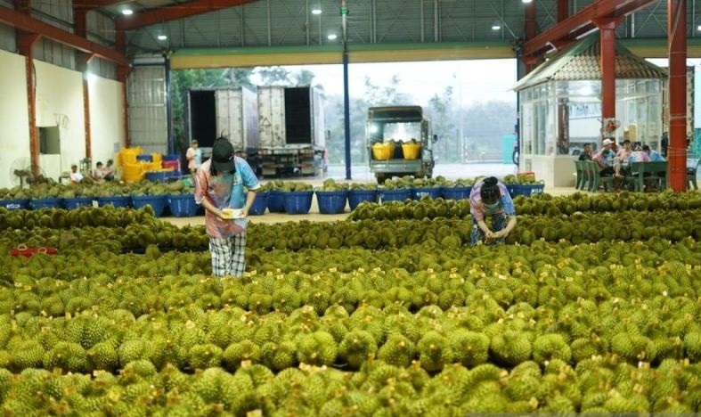 Durian jadi buah emas di antara komoditas ekspor Vietnam