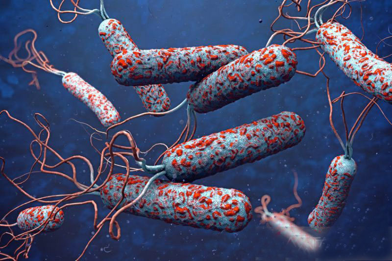 WHO umumkan Kongo hadapi wabah kolera terburuk sejak 2017 WHO umumkan Kongo hadapi wabah kolera terburuk sejak 2017