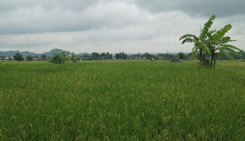 Pemkab Cirebon berikan benih gratis bagi petani terdampak banjir