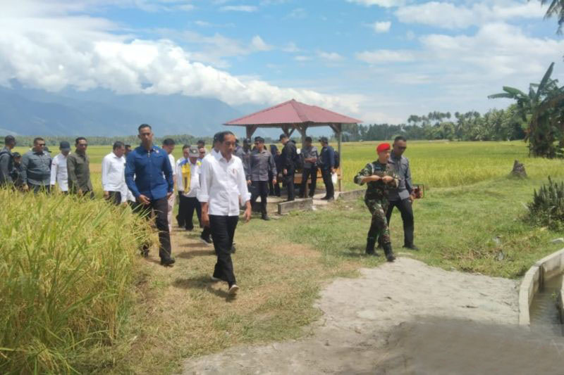 Presiden Joko Widodo tinjau langsung panen raya di Desa Pandere
