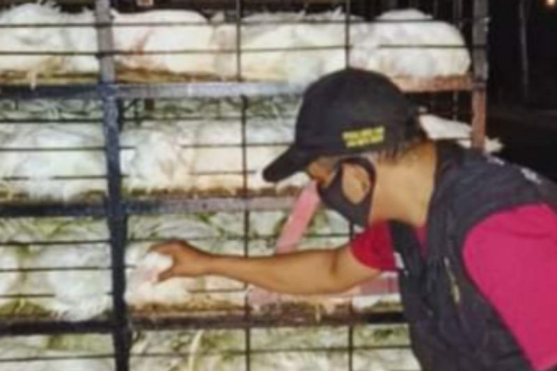 Pemprov Sulbar bangun pos pengecekan hewan ternak