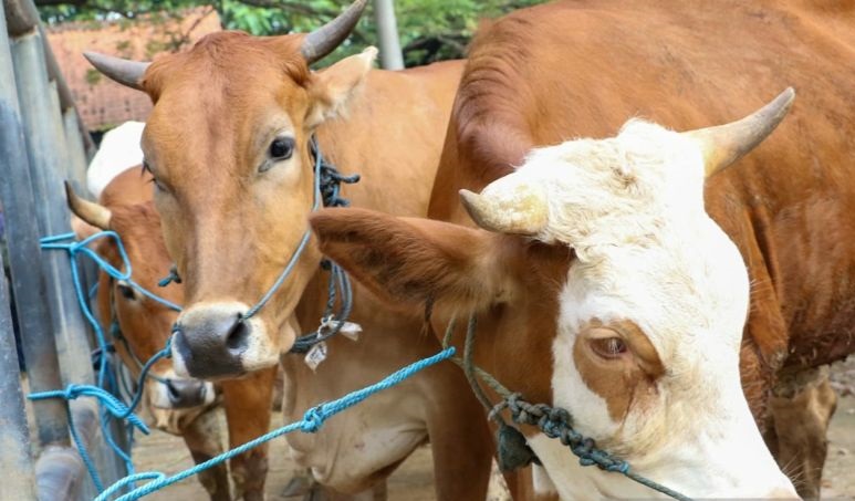 Purwakarta penuhi stok daging sehat selama Ramadhan hingga lebaran Purwakarta penuhi stok daging sehat selama Ramadhan hingga lebaran
