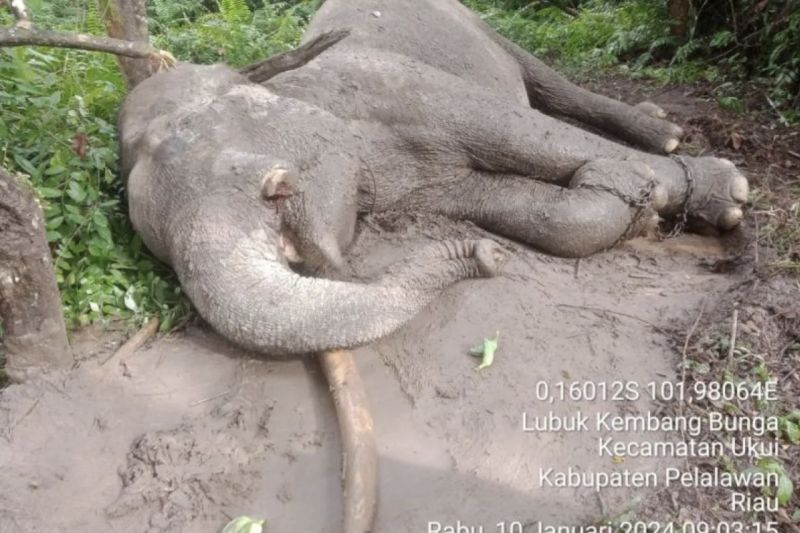 Polda Riau periksa pihak eksternal dan internal terkait kematian Gajah Polda Riau periksa pihak eksternal dan internal terkait kematian Gajah