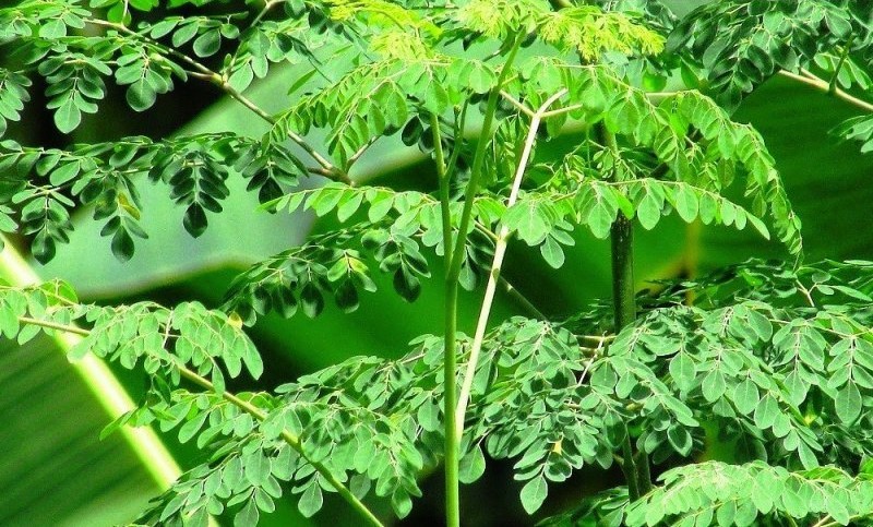 BRIN teliti manfaat daun kelor untuk atasi stunting dan anemia BRIN teliti manfaat daun kelor untuk atasi stunting dan anemia