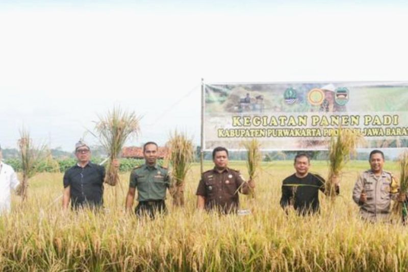 Ratusan hektare sawah di Purwakarta mulai dipanen di musim rendeng Ratusan hektare sawah di Purwakarta mulai dipanen di musim rendeng