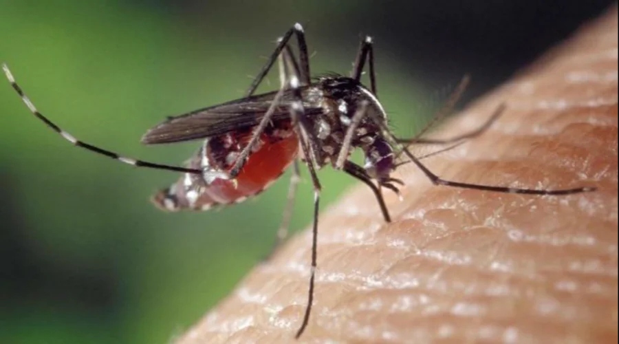 Waspada DBD! Kemenkes imbau segera periksa ke faskes jika demam tak kunjung turun Waspada DBD! Kemenkes imbau segera periksa ke faskes jika demam tak kunjung turun
