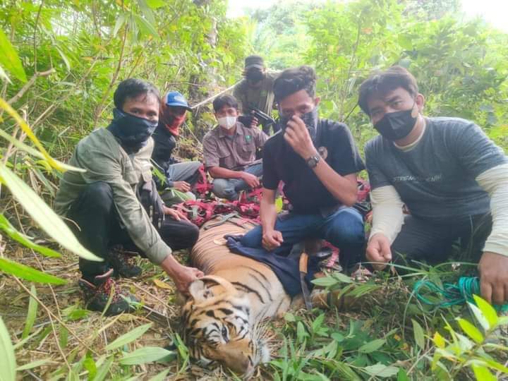 Harimau yang diduga menyerang dua warga Langkat ditembak petugas Harimau yang diduga menyerang dua warga Langkat ditembak petugas