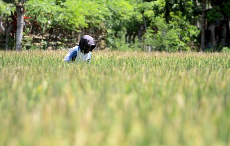 Produksi padi di Gorontalo tercatat naik 4,70 persen oleh BPS Produksi padi di Gorontalo tercatat naik 4,70 persen oleh BPS