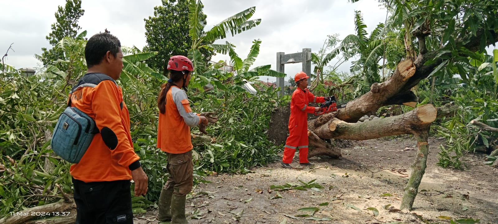 BPBD Tegal assesment rumah terdampak pohon tumbang BPBD Tegal assesment rumah terdampak pohon tumbang