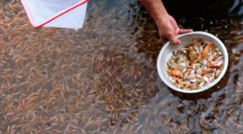 Pemkab Purwakarta tebar ratusan ribu benih ikan ke waduk dan situ Pemkab Purwakarta tebar ratusan ribu benih ikan ke waduk dan situ