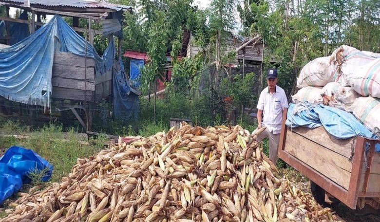 Perum Bulog Raha beli 28 ton jagung petani dengan pola komersial Perum Bulog Raha beli 28 ton jagung petani dengan pola komersial