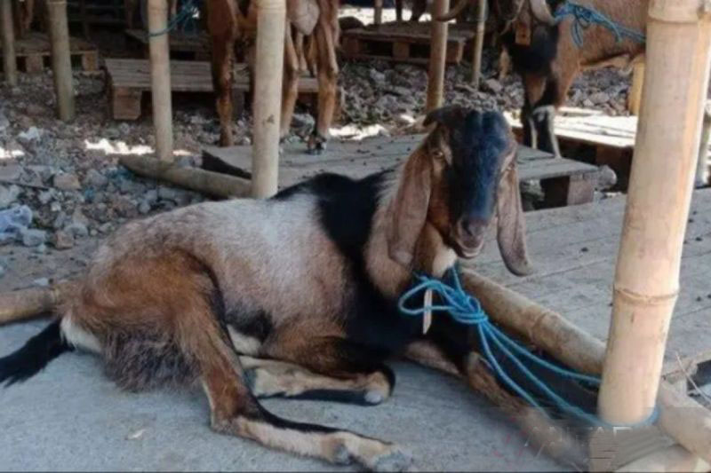 Lapak hewan kurban bermunculan di Kabupaten Bekasi Lapak hewan kurban bermunculan di Kabupaten Bekasi