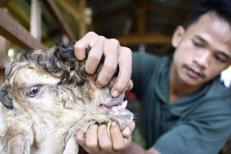 Dinas KPKP DKI mulai periksa kesehatan hewan kurban Dinas KPKP DKI mulai periksa kesehatan hewan kurban