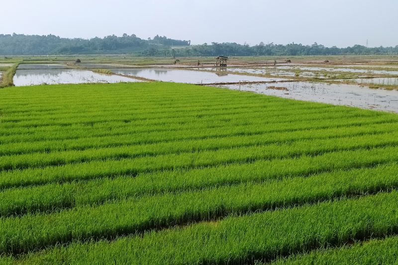 Dinas Pertanian Lebak targetkan IP 2024 naik tiga kali tanam Dinas Pertanian Lebak targetkan IP 2024 naik tiga kali tanam