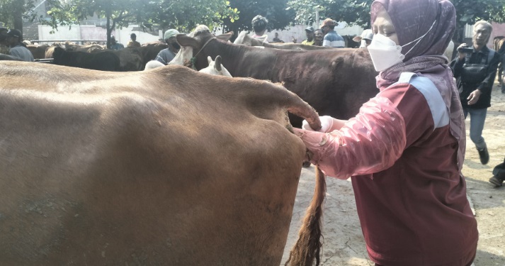 Jelang Idul Adha, ratusan sapi di Pasar Hewan Bekonang diperiksa petugas Jelang Idul Adha, ratusan sapi di Pasar Hewan Bekonang diperiksa petugas