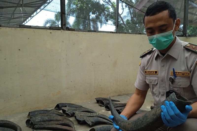 Karantina Lampung tahan 70 tanduk kerbau tak berdokumen di Bakauheni Karantina Lampung tahan 70 tanduk kerbau tak berdokumen di Bakauheni