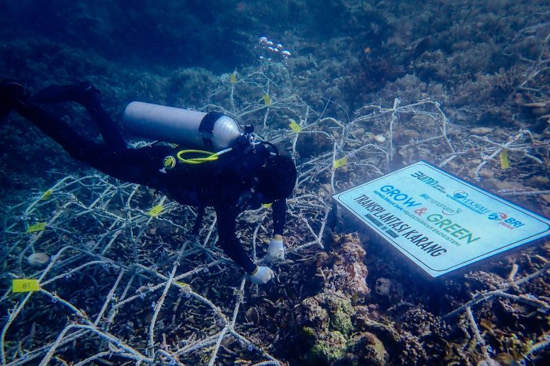 BRI berkomitmen jaga ekosistem laut dengan bantu Pokdarwis Ujung Bulo BRI berkomitmen jaga ekosistem laut dengan bantu Pokdarwis Ujung Bulo
