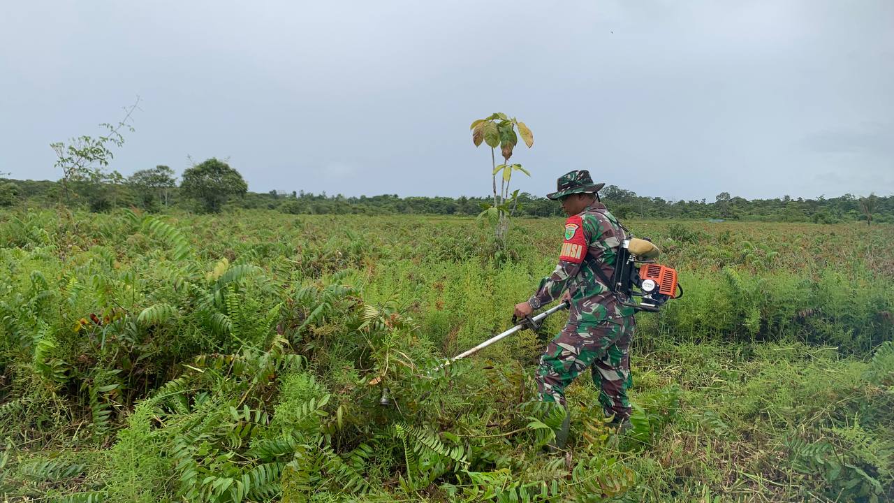 Program pompanisasi, TNI, Pemda Mimika dan Kelompok Tani Binaan buka lahan persawahan Program pompanisasi, TNI, Pemda Mimika dan Kelompok Tani Binaan buka lahan persawahan