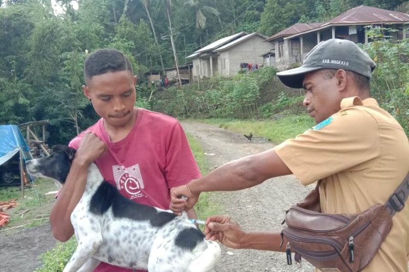 Persentase capaian vaksinasi rabies di Nagekeo lebih dari 50 persen Persentase capaian vaksinasi rabies di Nagekeo lebih dari 50 persen