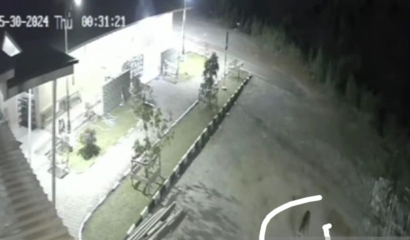 Seekor harimau terekam kamera CCTV masjid di Lubuk Selasih Solok Seekor harimau terekam kamera CCTV masjid di Lubuk Selasih Solok